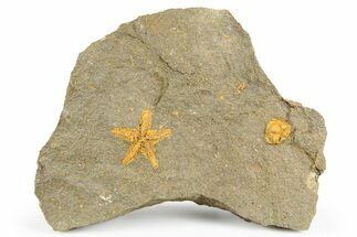 Ordovician Starfish Fossil With Edrioasteroid - Morocco #255334