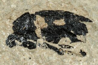 Fossil Weevil (Hipporhinus) Beetle - France #254286