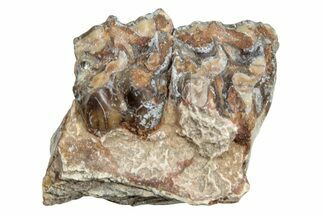 Fossil Horse (Mesohippus) Jaw Section - South Dakota #254935