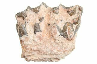 Fossil Horse (Mesohippus) Jaw Section - South Dakota #254944