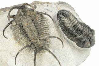 Huge, Spiny Ceratarges Trilobite With Austerops - Zireg, Morocco #255451