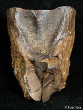 Large Shed Triceratops Tooth Inches #2432