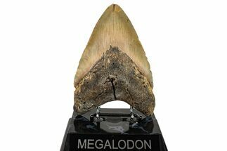 Fossil Megalodon Tooth - North Carolina #255387