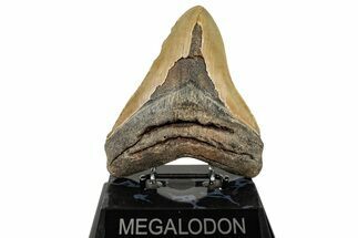 Fossil Megalodon Tooth - North Carolina #255391
