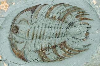 Rare, Lower Cambrian Gigantopygus Trilobite - Issafen, Morocco #255445