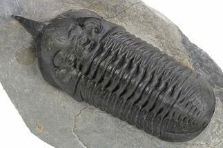 Huge, Morocconites Trilobite Fossil - Ofaten, Morocco #255446