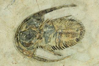 Early Cambrian Fallotaspis - Tazemmourt, Morocco #255638