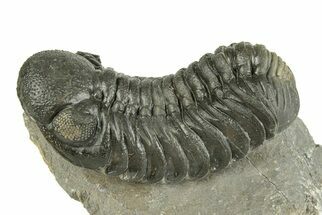 Large, Austerops Trilobite - Visible Eye Facets #255600