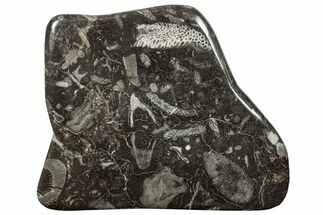 Polished Devonian Fossil Coral and Bryozoan Plate - Morocco #255599