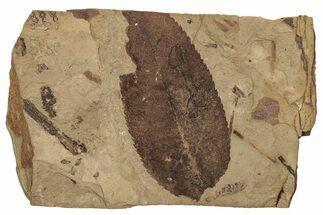 Leaf (Prunus) Fossil - McAbee, BC #255628
