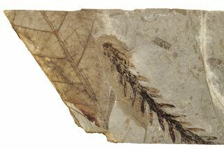 Conifer (Sequoia) Fossil - McAbee, BC #255634