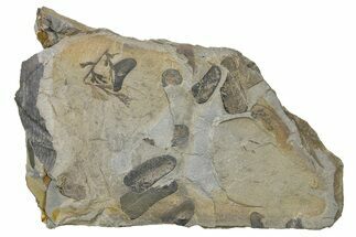 Pennsylvanian Fossil Flora Plate - Kentucky #255669