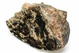 Cretaceous Petrified Wood (Aruacaria) Section - Australia #255776