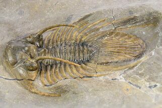 Rare, Spiny Kolihapeltis Trilobite - Atchana, Morocco #255448