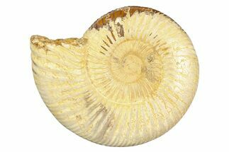 Polished Jurassic Ammonite (Perisphinctes) - Madagascar #256010