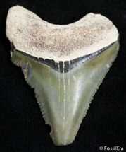 Inch Bone Valley Megalodon Tooth - Serrated #2437