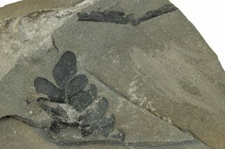 Pennsylvanian Fossil Flora Plate - Kentucky #255675