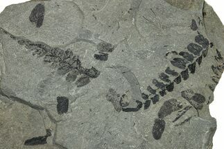 Pennsylvanian Fern (Neuropteris) Fossil - Kentucky #255679