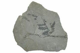 Pennsylvanian Fern (Sphenopteris) Fossil - Kentucky #255683