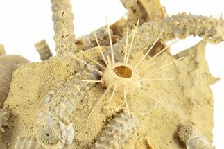 Miniature Fossil Cluster with Spiny Urchin (Polydiadema) - France #254740