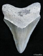 Very Sharp Inch Bone Valley Megalodon Tooth #2439