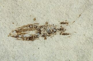 Fossil Seed Bug (Aphanus) - France #255984