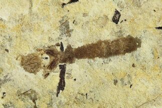 Fossil Seed Bug (Aphanus) & Fly (Diptera) - France #255994