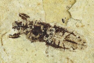 Fossil Seed Bug (Aphanus) - France #255995