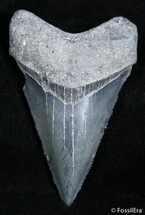 Sharp / Inch Bone Valley Megalodon Tooth #2440