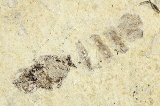Fossil Wasp (Polistes) - France #256044