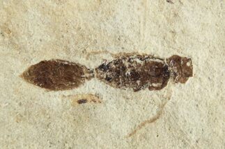 Fossil Wasp (Hymenoptera) - France #256048