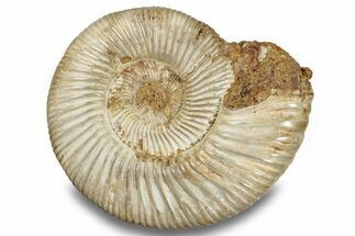Jurassic Ammonite (Perisphinctes) - Madagascar #256233