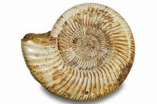Jurassic Ammonite (Perisphinctes) - Madagascar #256243