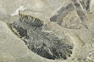 Ordovician Graptolite (Phyllograptus) - Fillmore Formation, Utah #255179