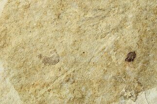 Ghostly Fossil Spider (Araneae) - Cereste, France #256327