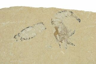Fossil Mantis Shrimp (Pseudosculda) and Shrimp - Hakel, Lebanon #256049