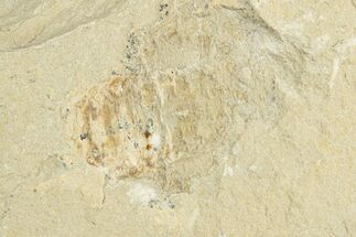 Fossil Mantis Shrimp (Pseudosculda?) - Hakel, Lebanon #256067