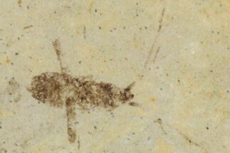 Fossil Insect (Homoptera) - Cereste, France #255954