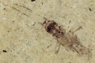 Fossil Insect (Homoptera) - Cereste, France #255960