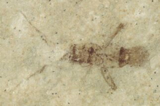 Fossil Insect (Homoptera) - Cereste, France #255961
