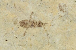 Fossil Insect (Homoptera) - Cereste, France #255965