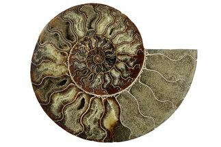 Cut & Polished Ammonite Fossil (Half) - Madagascar #256205