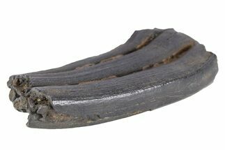 Pleistocene Aged Fossil Horse Tooth - South Carolina #251107