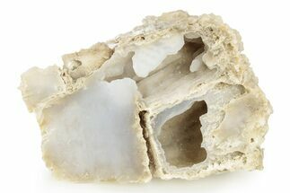 Sparkling Agatized Fossil Coral Geode - Florida #256480