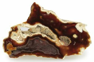 Vibrant Red Agatized Fossil Coral Geode - Florida #256491