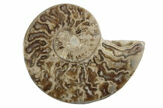 Choffaticeras (Daisy Flower) Ammonite Half - Madagascar #256696
