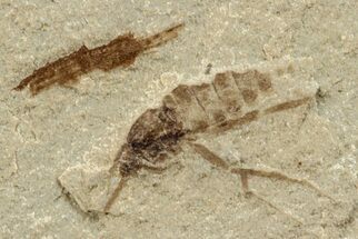 Detailed Fossil Fly (Diptera) - Bois d’Asson, France #256735