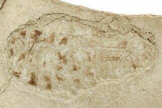Fossil Insect (Odonata) Larva - Bois d’Asson, France #256739