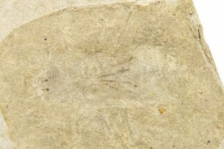 Ghostly Fossil Insect (Odonata) Larva - Bois d’Asson, France #256732