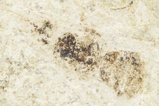 Fossil Ant (Formicidae) - Bois d’Asson, France #256779